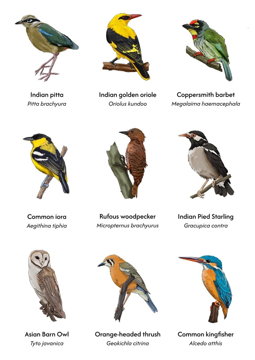 Birds illustrated tshirt — 2