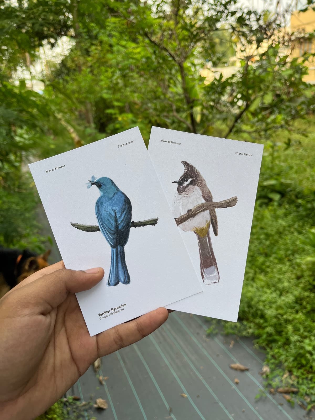 Birds postcards — 2