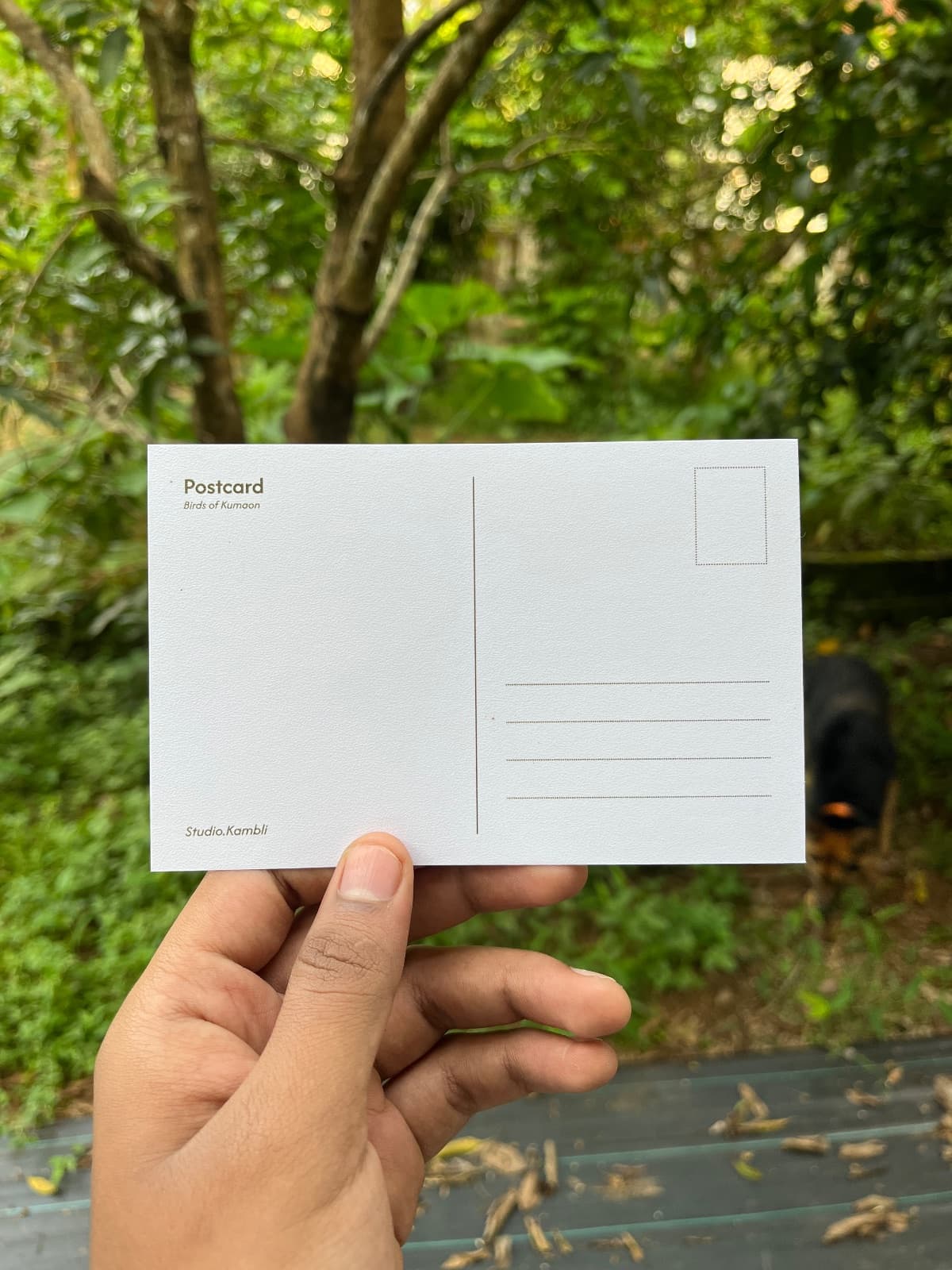 Birds postcards — 3