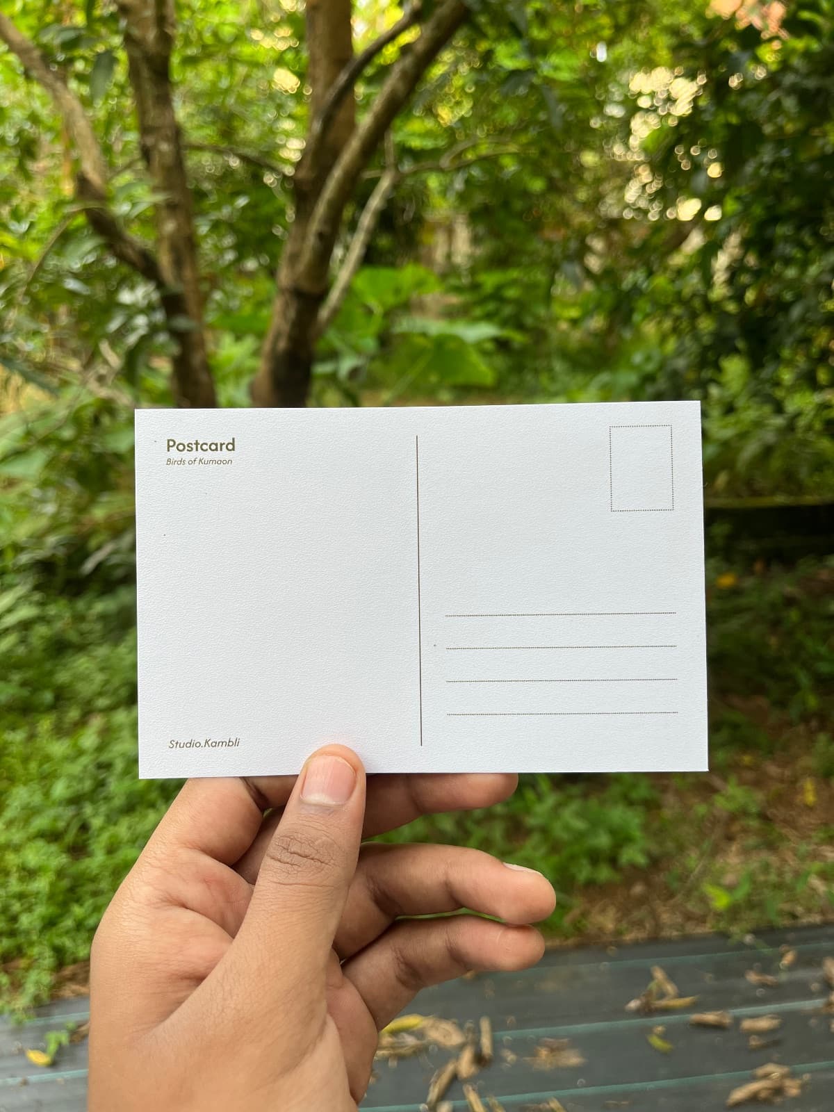 Birds postcards — 1