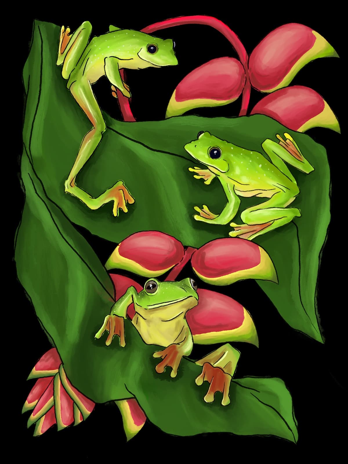 Malabar gliding frog tshirt — 3
