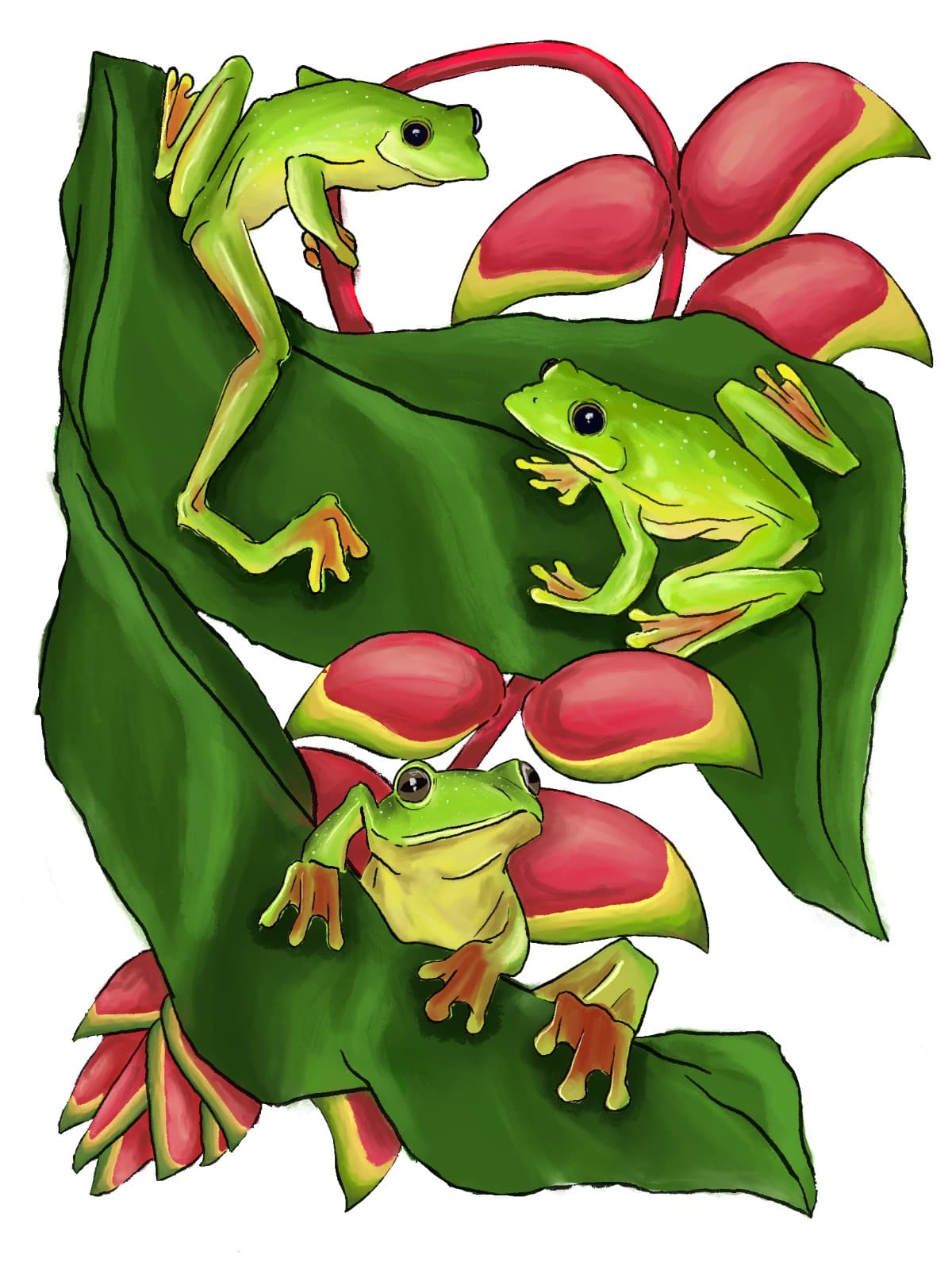 Malabar gliding frog tshirt — 4